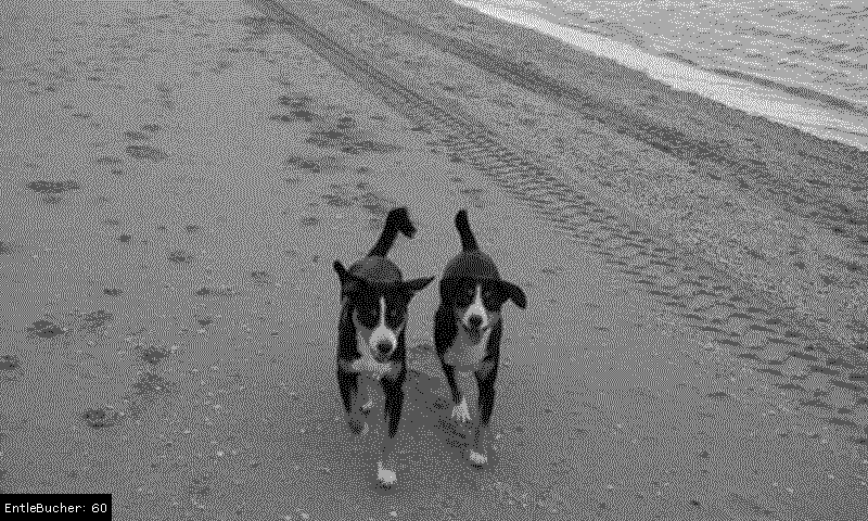TRMNL | Dogs 🐶 plugin